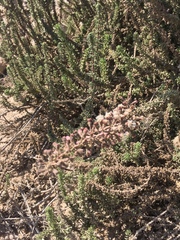 Ophryosporus triangularis