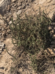 Ophryosporus triangularis