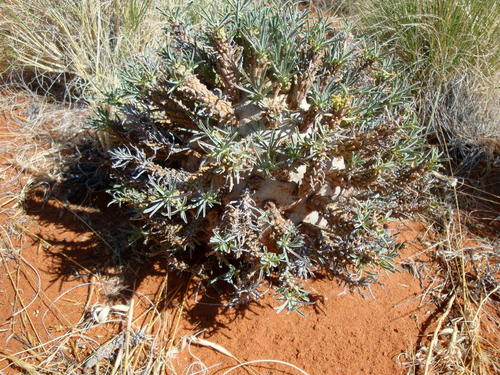 Euphorbia namibensis image