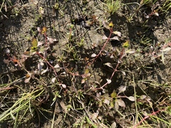 Eleocharis atropurpurea