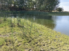 Eleocharis atropurpurea