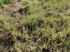 Eleocharis atropurpurea