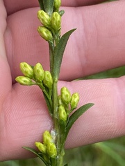 Solidago austrina