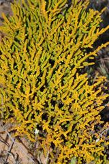 Crassula muscosa obtusifolia