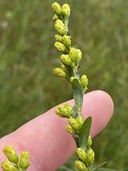 Solidago austrina