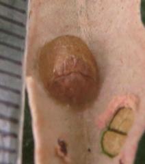 Cassida granulicollis