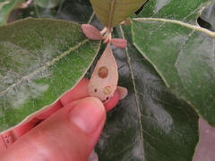 Cassida granulicollis