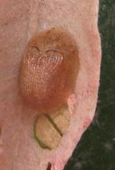 Cassida granulicollis