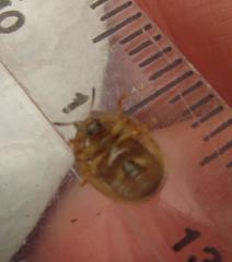 Cassida granulicollis