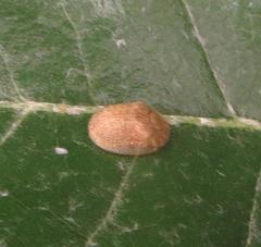 Cassida granulicollis