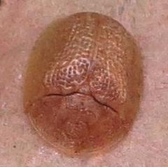 Cassida granulicollis