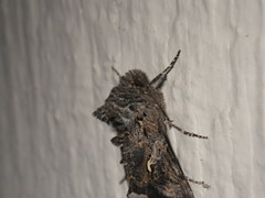 Autographa californica