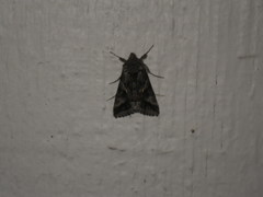 Autographa californica