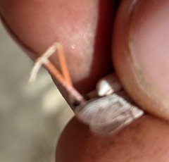 Trimerotropis californica