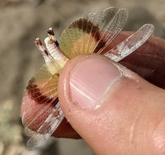 Trimerotropis californica
