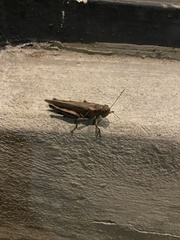 Melanoplus