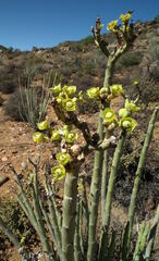 Euphorbia dregeana