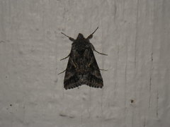 Autographa californica