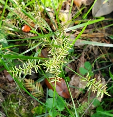 Cyperus thyrsiflorus