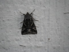 Autographa californica