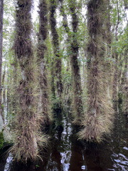 Tillandsia bartramii image