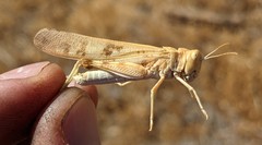 Dissosteira spurcata