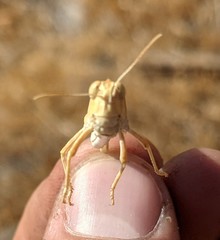 Dissosteira spurcata