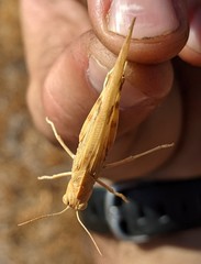 Dissosteira spurcata