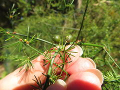 Asparagus cooperi