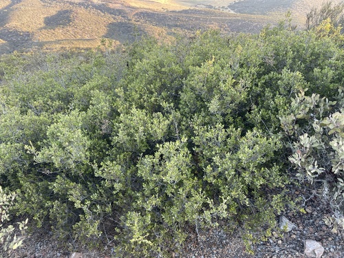 Cedros Island oak