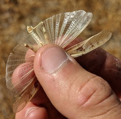 Dissosteira spurcata