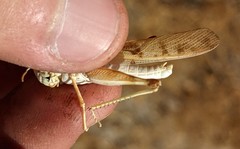 Dissosteira spurcata