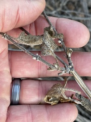 Lepechinia cardiophylla