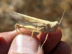 Trimerotropis titusi