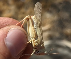 Trimerotropis titusi