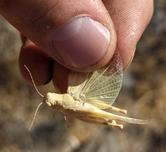 Trimerotropis titusi