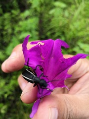 Epicauta cinctipennis