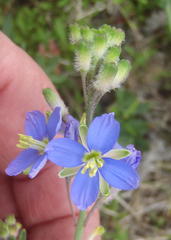 Heliophila linearis linearis