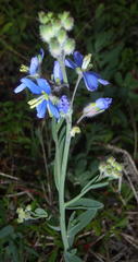 Heliophila linearis linearis