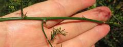 Asparagus cooperi