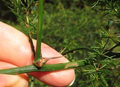 Asparagus cooperi