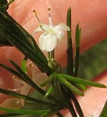 Asparagus cooperi