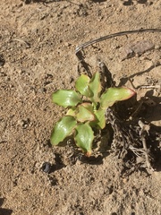 Alstroemeria magnifica
