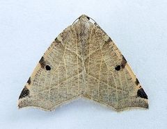 Neoterpes graefiaria