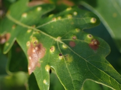 Neuroterus floccosus