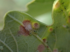 Neuroterus floccosus