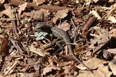 Sceloporus occidentalis
