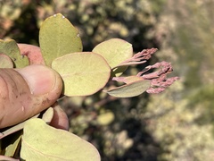 Arctostaphylos moranii