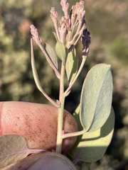 Arctostaphylos moranii