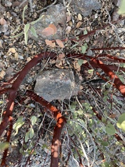 Arctostaphylos moranii